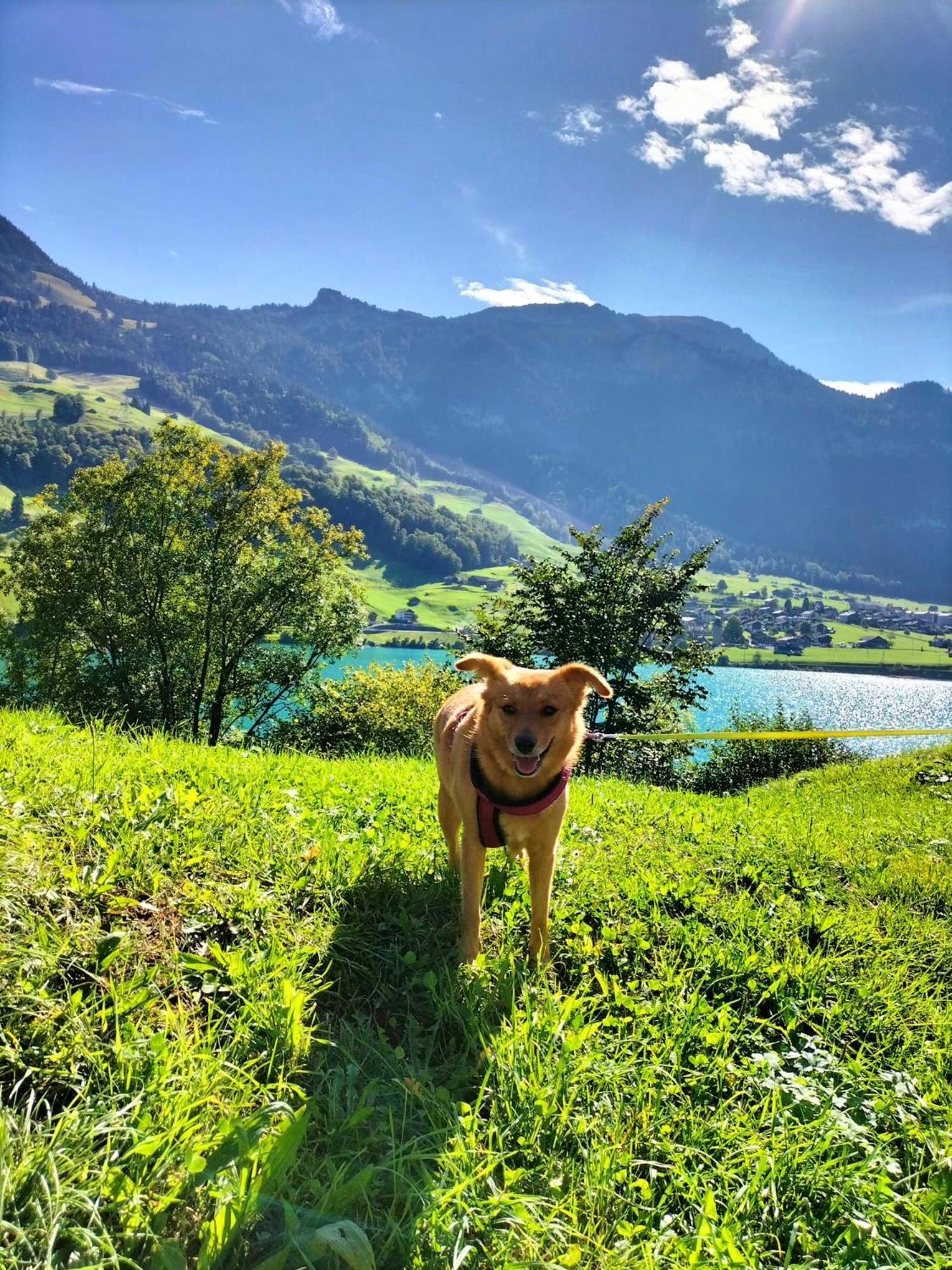 Gemuetliche Fewo Mit Sauna Inmitten Der Berge Meiringen Exteriér fotografie